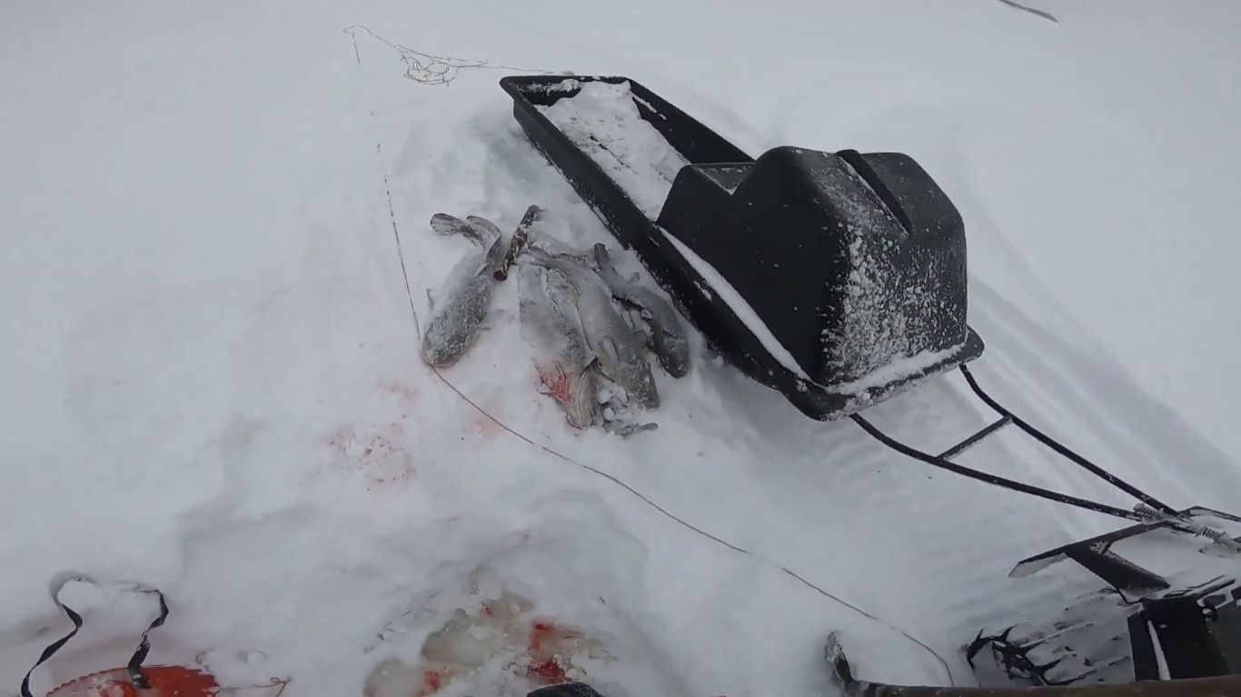 Рыбалка на реке. Ловля ерша и налима.