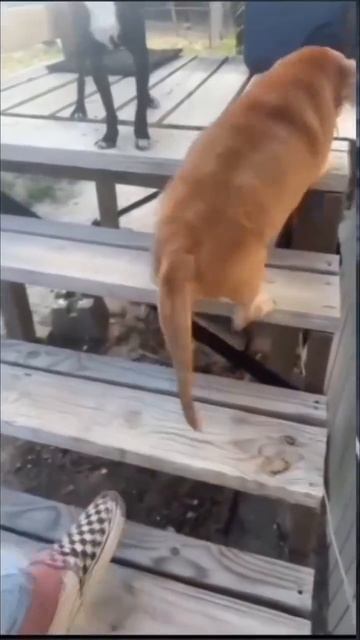 Промахнулся 🐕