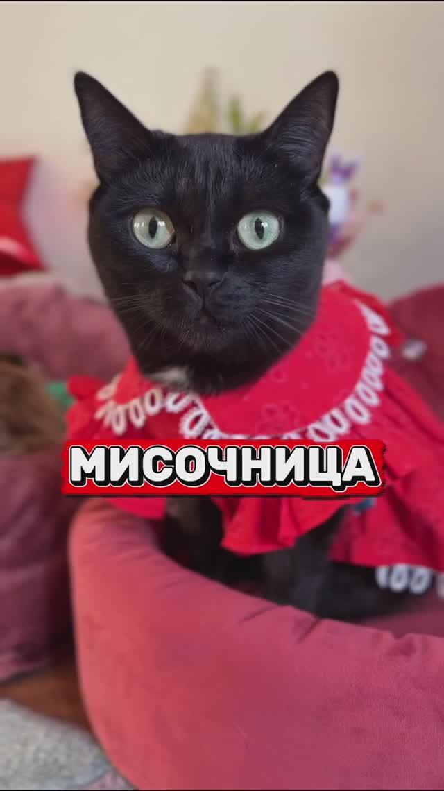 А у вас живет мисочница?😹 #кошка #юмор #котики