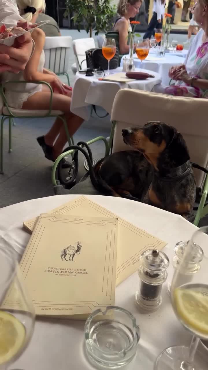 #Милые #видео #животные