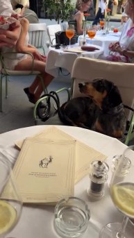 #Милые #видео #животные