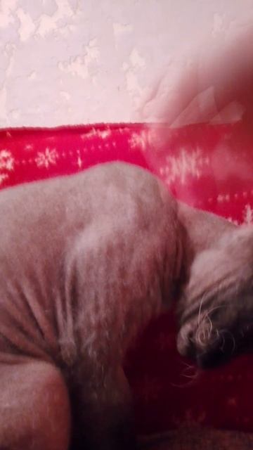 Можете мне придумать название канала в коммах, плиз:3