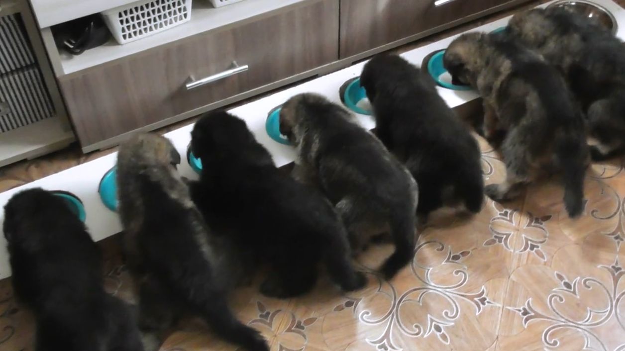 Детишки Викинга  и Бэйлис (27 дней). Кушаем.