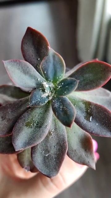 Вот так выглядит мучнистый червец