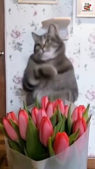 Красавица Пуся подарила Евгении Колгановой шикарный букет тюльпанов и попросила её танцевать💃💐❤😻