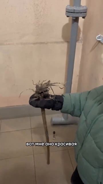 Царь земли и корешков