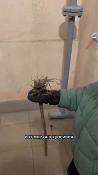 Царь земли и корешков