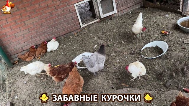 Забавные курочки несушки на сельском подворье 🤗😂😜 (49)