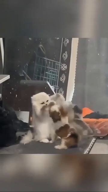 Видео от МЯУтаверс – как метавселенная, но с котами