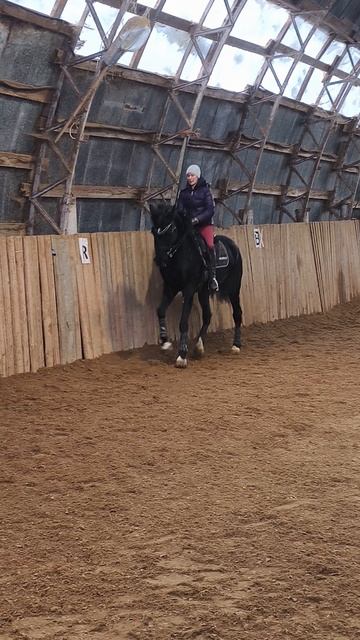 Оксана Новикова и Дольче Вита, менка в два темпа по стенке в манеже.