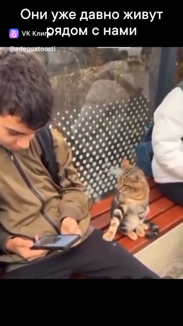 Приколы с животными