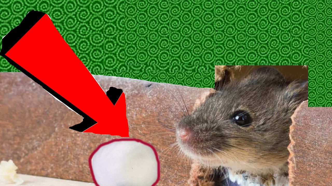 Как избавиться от мышей навсегда За 1 минуту.!!!!!!!!!!.