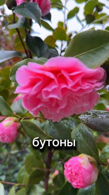 Зима в Крыму — это что‑то невероятное! А какая погода у вас? #крым #крымсегодня #крым2025 #зимакрым