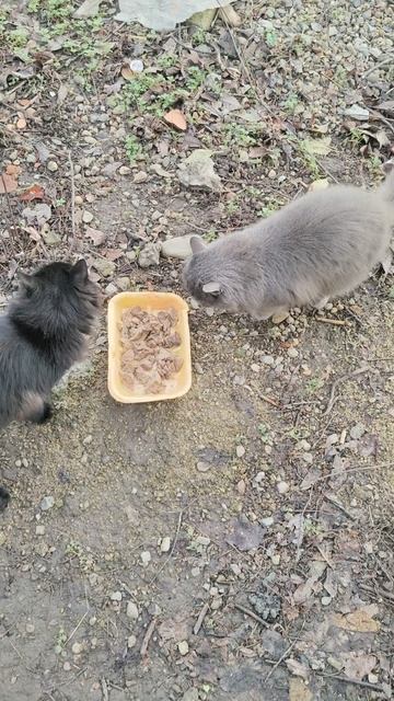 Вкусняшки для красавиц.