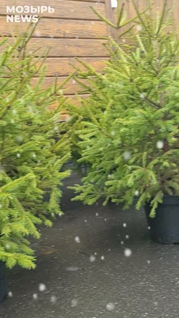 Елочный базар начал работать в Мозыре! Показываем, что предлагают в "Лесном домике"