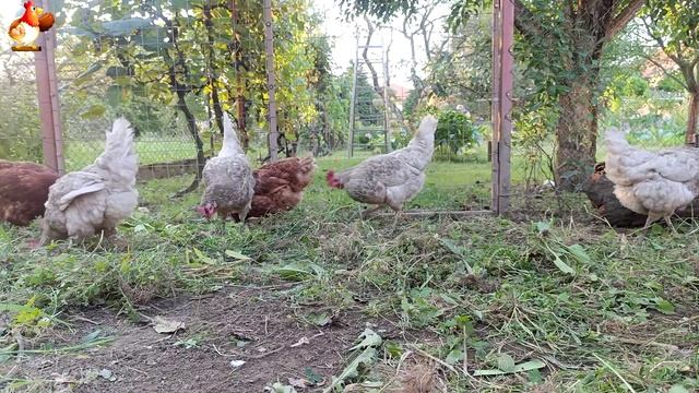 Любовь птицевода к Курочкам 🐥🐔🥚 Нежное видео 🐓 Версия (84)