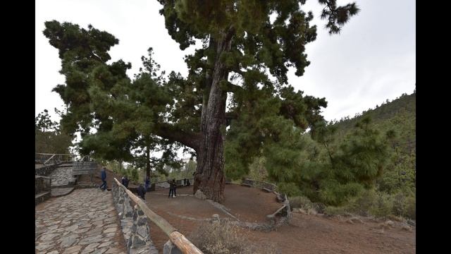 Pino Gordo 2 февраля 2018