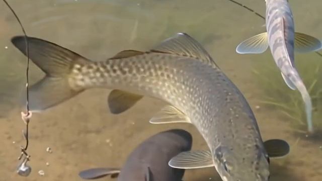 РЫБА В ТАЙГЕ