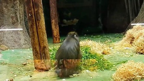 Московский зоопарк лето 2025 ( 01.07.2025)