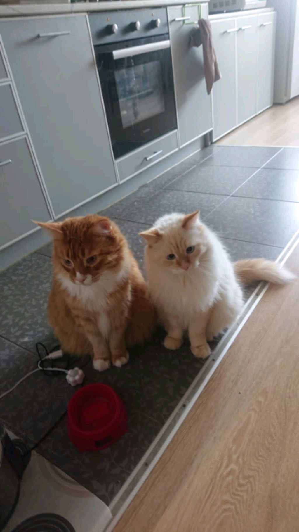 Добрый вечер Я деспецер😂😂😂😂🤣🤣🤣