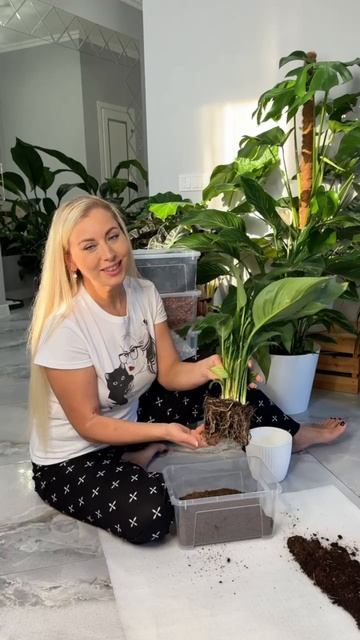 Что нужно знать про спатифиллум