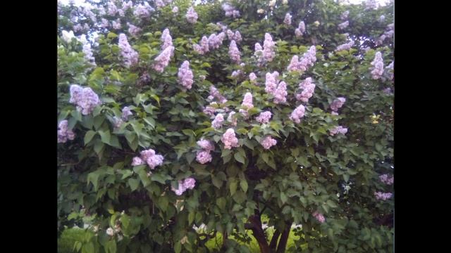 "Сирень",авторская песня