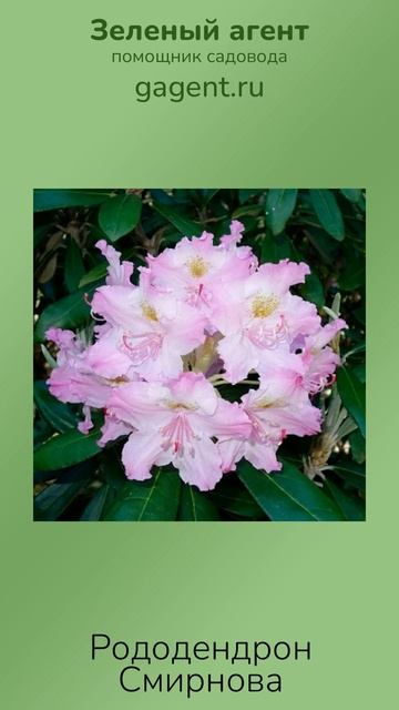 Рододендрон Смирнова - Зеленый Агент