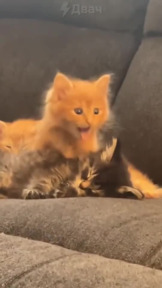 #смешнотично #видеотреш #вирусныйэффект #кошки #видеофан #ржач #cutecat #kittenlove