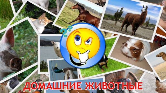 Домашнее животное