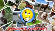 Домашнее животное