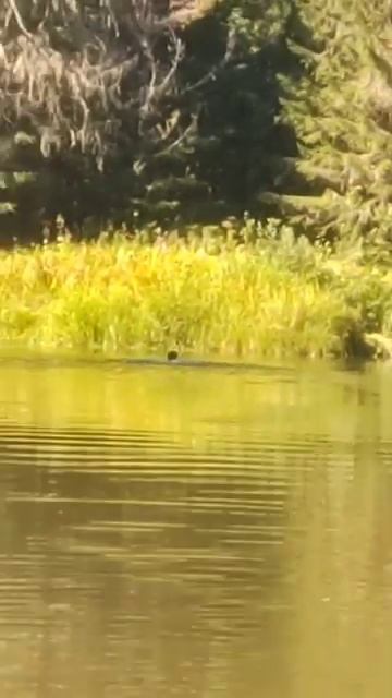 Жизнь Отшельника купание в Тайге река Рудиковка 21авг 2025 Александр Кытманов