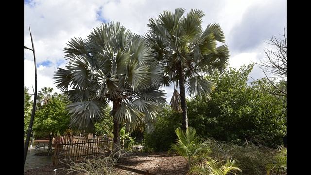 Palmetum  30 января 2018