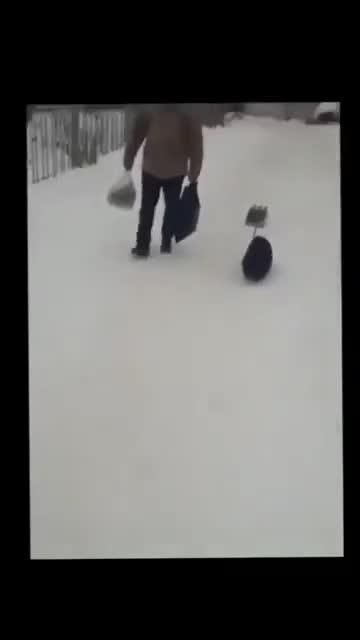 Если собаку, то только такую 😁 #смешноевидео #shorts #top