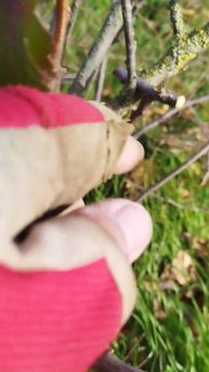 БОГОМОЛЬСКИЙ ЛАЙФАК