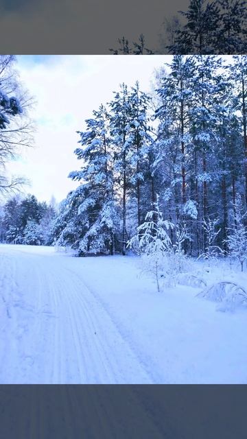 Зимний день ( 13 декабря)