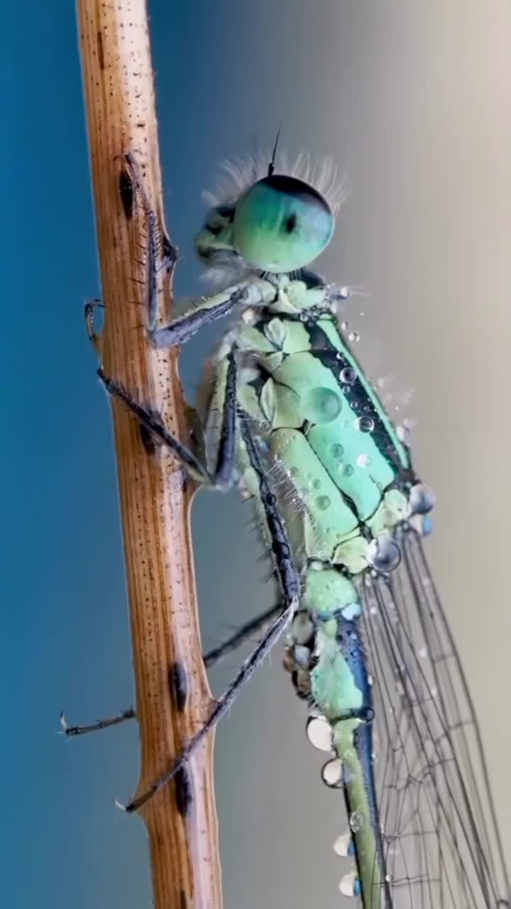 Подпишись 👉 https://kamennyi-zver.ru/