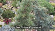 Pinus sibirica Семинский