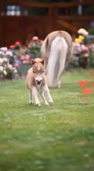 #животные #видео #Милые