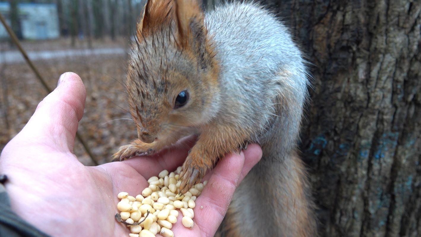 Удалось покормить Толстую. Зарисовка