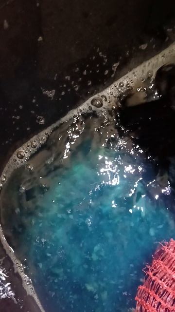 Инкубация икры карпа в домашних условиях 2 часть