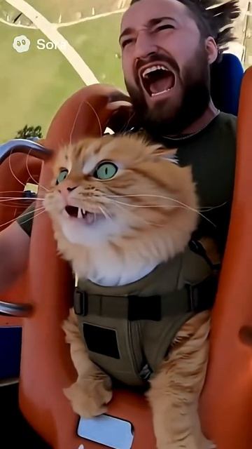 С котом на американских горках