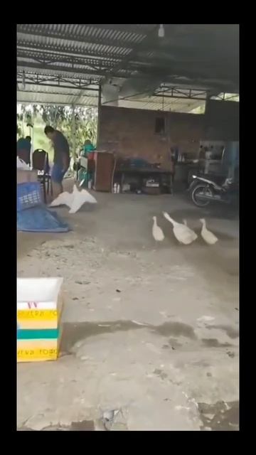 #смех #юмор #ржака #гусь #животные