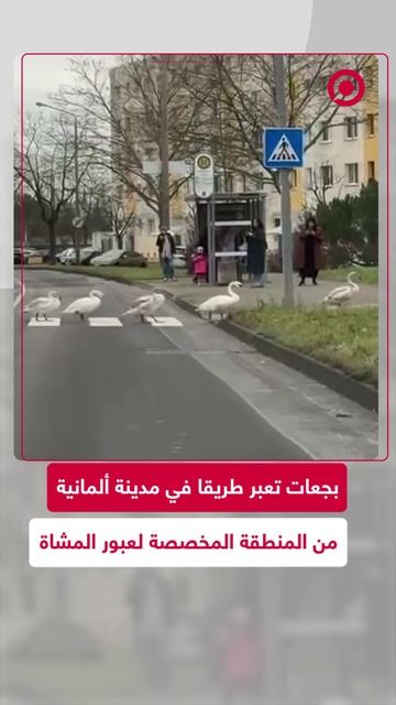 مشاهد لبجعات تعبر طريقا في ألمانيا