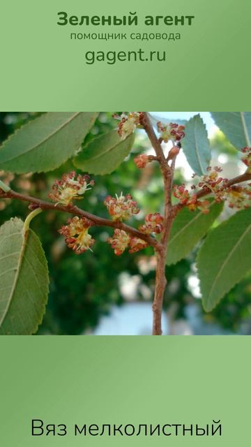 Вяз мелколистный - Зеленый Агент