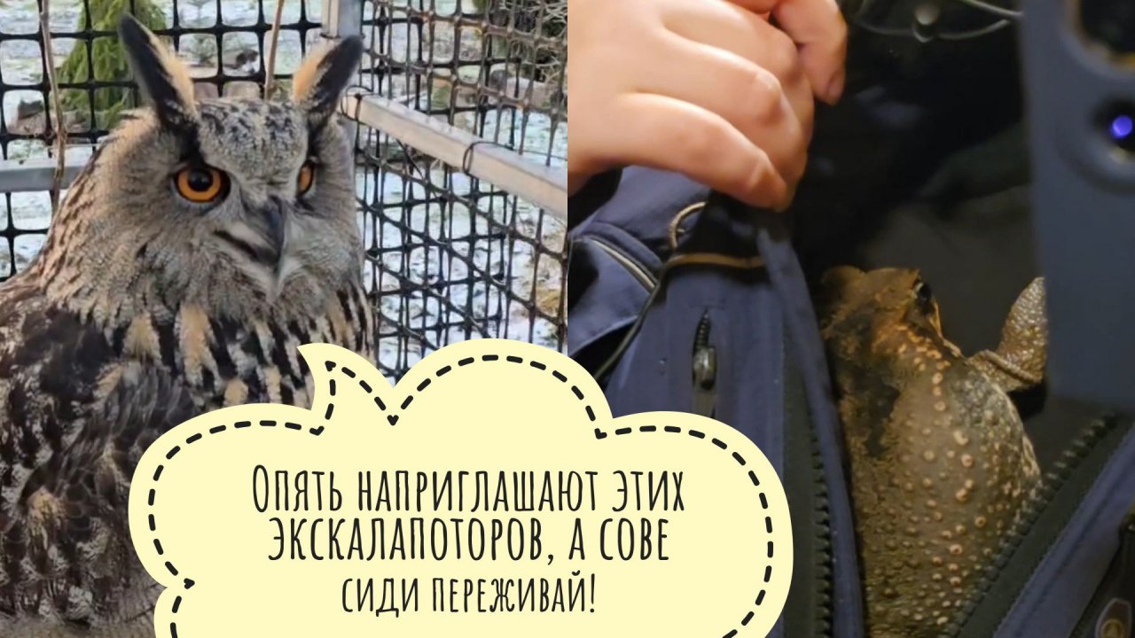 Нам опять сломали мост! Зато дали интернет! Жаба Брунгильда ночевала в доме с кошкой Морошкой