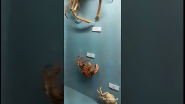 Музей естествознания.Лима.Перу.