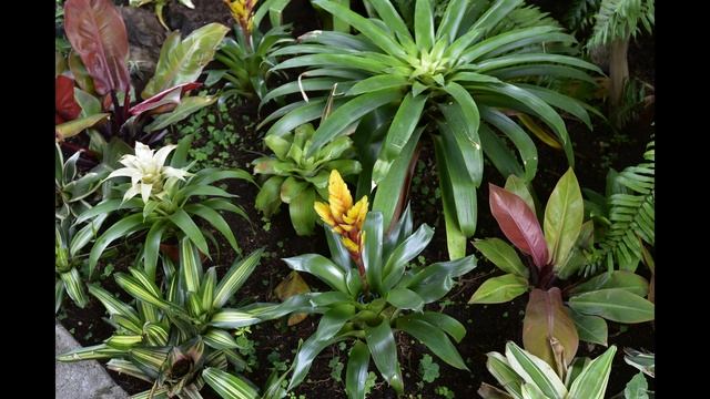 Puerto de la Cruz 1 февраля 2018