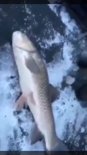 Видео от За Трофеем: Охота и Рыбалка