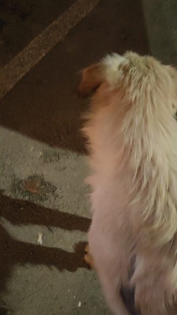 Рыженький гуляка. #БелыйАнгел #помощьживотным