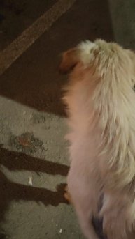 Рыженький гуляка. #БелыйАнгел #помощьживотным